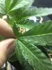 Eaten Leaf2 (G.G.#4).jpg Eaten Leaf2 (G.G.#4).jpg