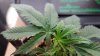 big kush 1 problem cu 2.jpg big kush 1 problem cu 2.jpg