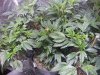 PART_1479583882977_IMG_20161119_113108.jpg
