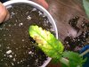 IMG_20161120_230419.jpg