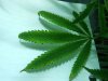 Right Plant Leaf Edges Brown.JPG
