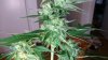afghani 9 - Copy.JPG