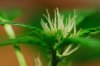 close-up-02.jpg