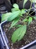 11.14_cinex-single-leaves2.jpg