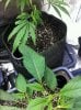 11.14_cinex-single-leaves1.jpg 11.14_cinex-single-leaves1.jpg