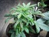 DSCN0766.JPG
