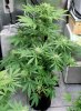 BRxHarlequin-P1-Day32-COBs-1.jpg