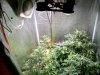 Testgrow-all pic1 -11-20-2016.jpg