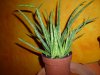 2016-12-02_aloevera (2).JPG