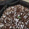 Next day more seeds sprout leaves.jpg Next day more seeds sprout leaves.jpg