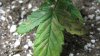 Plant 2 yellow and black 1.jpg