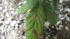 Plant 2 yellow and black 2.jpg