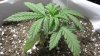Plant 2 overview.jpg