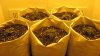 transplanted under HPS closeup.jpg