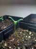 plant.jpg
