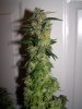bugscreen-albums-first-grow-picture42466-m3-finish.jpg