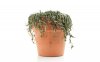 dead-plant.jpg