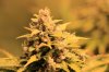 mephisto201608.jpg mephisto201608.jpg