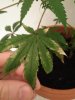 IMG_20161215_011107.jpg
