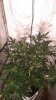 IMAG0134.jpg