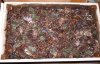 2016-12-21_bedding.JPG