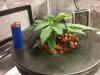 IMG_20161222_074738.jpg