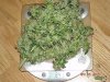 cannabis-buds-on-a-scale.jpg