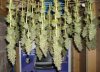 61_days_-_harvest.jpg