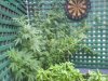 DSC00234.jpg