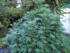 grow march 009.jpg
