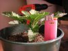 DSCN0904.jpg