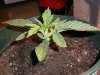 DSCN0908.jpg