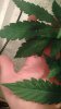 IMG_20161223_224341472.jpg