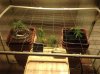 IMG_0370.JPG IMG_0370.JPG