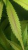 uglyleaf1.jpeg