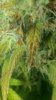 uglyleaf2.jpeg