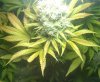 uglyleaf3.jpeg