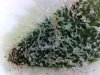 Kings kush suger leaf.jpg