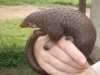 Tree_Pangolin.JPG