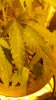 IMG-20170104-WA0034.jpeg IMG-20170104-WA0034.jpeg