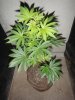 Tangie 06a.JPG