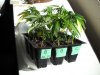 BlueHeaven_Clones-Jun2211_010.jpg