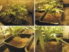 week2trim.jpg