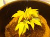 unknown indica 1 week veg.JPG