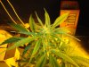 ak47 2 weeks veg 2 weeks into flower.JPG