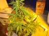 ak47 4 weeks old, 2 weeks into flower.JPG
