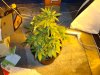 unknown indica 4 weeks old 2 weeks into flower.JPG