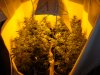 2 weeks veg, 3 weeks into flower..JPG