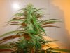 ak47 2 weeks veg 3 weeks into flower.JPG