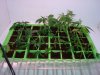 cuttings.JPG